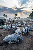 Cattle camp at sunset, Mundari tribe, South Sudan, Africa