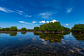 Swamps in Grande Santa Cruz Island, Zamboanga, Mindanao, Philippines, Southeast Asia, Asia