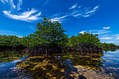 Swamps in Grande Santa Cruz Island, Zamboanga, Mindanao, Philippines, Southeast Asia, Asia