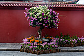 Bunte Bäume in der Altstadt von Zhangzhou, Fujian, China, Asien