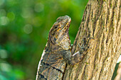 Blick auf einen großen Leguan, Tulum, Quintana Roo, Karibikküste, Yucatan-Halbinsel, Riviera Maya, Mexiko, Nordamerika