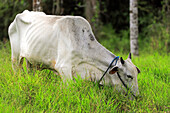 Brahmanen-Kuh beim Grasen von saftigem Gras auf fruchtbarem Boden am Linow-See in diesem Vulkangebiet bei Tomohon, Linow-See, Tomohon, Nordsulawesi, Indonesien, Südostasien, Asien