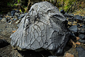 Stress cracks in the skin of a large fallen lava bomb near Mount Lokon, an active stratovolcano, near Tomohon city, Gunung Lokon, Tomohon, North Sulawesi, Indonesia, Southeast Asia, Asia