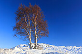 Tree, Rannoch Moor in winter, Highland, Scotland, United Kingdom, Europe