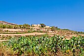 Kaktus und Haus bei Ghasri, Gozo, Malta, Mittelmeerraum, Europa