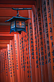 Die roten Torii-Tore am Fushimi Inari Taisha-Schrein in Kyoto, Honshu, Japan, Asien