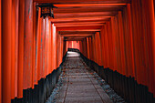 Der Tunnel des roten Torii-Tors am Fushimi Inari Taisha-Schrein in Kyoto, Honshu, Japan, Asien