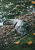 An imposing alligator is captured lounging on the leaf-strewn bank of a river, surrounded by thick greenery, in a natural habitat in Recreio dos Bandeirantes, Rio de Janeiro, Brazil, South America