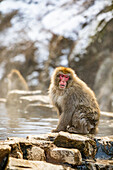 Schneeaffen im Snow Monkey Park, Jigokudani, Präfektur Nagano, Honshu, Japan, Asien