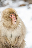 Schneeaffen im Snow Monkey Park, Jigokudani, Präfektur Nagano, Honshu, Japan, Asien