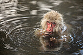 Schneeaffen im Snow Monkey Park, Jigokudani, Präfektur Nagano, Honshu, Japan, Asien