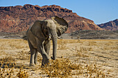 Desert Adapted African Elephant, Namibia, Africa