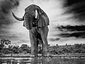 Afrikanischer Elefant am Wasserloch, Südafrika, Afrika