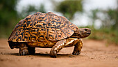 Leopardenschildkröte, Südafrika, Afrika