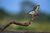 Night Heron, South Africa, Africa