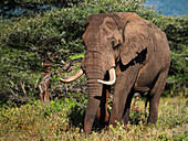 Großer Elefantenbulle, Südafrika, Afrika