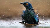 Cape Glossy Starling bathing, South Africa, Africa