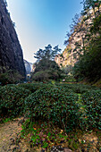 Tree plantations, Wuyi Mountains, UNESCO World Heritage Site, Fujian, China, Asia