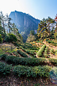 Tree plantations, Wuyi Mountains, UNESCO World Heritage Site, Fujian, China, Asia