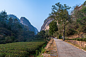 Allee in den Wuyi-Bergen, UNESCO-Welterbe, Fujian, China, Asien