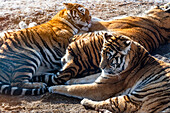 Sibirischer Tiger (Panthera tigris tigris), Harbin Park für Sibirische Tiger, Harbin, Heilongjiang, China, Asien