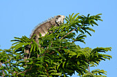 Green Iguana (Iguana iguana), on tree top, Amazon basin, Brazil, South America