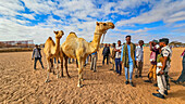 Kamelmarkt, Burao, südöstliches Somaliland, Somalia, Afrika