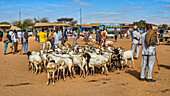 Ziegen auf dem Viehmarkt, Burao, südöstliches Somaliland, Somalia, Afrika