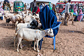 Ziegen auf dem Viehmarkt, Burao, südöstliches Somaliland, Somalia, Afrika