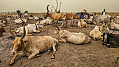 Dinka cattle camp, Bor, central region, South Sudan, Africa