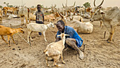 Man milking a goat, Dinka cattle camp, Bor, central region, South Sudan, Africa