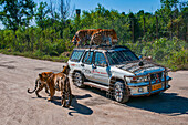 Sibirische Tiger klettern auf ein Fahrzeug im Sibirischen Tigerpark, Harbin, Heilongjiang, China, Asien