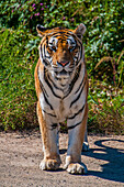 Sibirischer Tiger im Sibirischen Tigerpark, Harbin, Heilongjiang, China, Asien