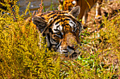 Sibirischer Tiger im Sibirischen Tigerpark, Harbin, Heilongjiang, China, Asien