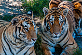 Sibirische Tiger im Sibirischen Tigerpark, Harbin, Heilongjiang, China, Asien