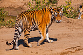 Sibirischer Tiger im Sibirischen Tigerpark, Harbin, Heilongjiang, China, Asien