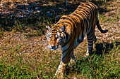 Sibirischer Tiger im Sibirischen Tigerpark, Harbin, Heilongjiang, China, Asien