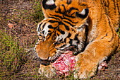 Sibirischer Tiger im Sibirischen Tigerpark, Harbin, Heilongjiang, China, Asien