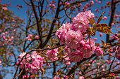 Kirschblüte, Senso-ji-Tempel, Asakusa, Tokio, Honshu, Japan, Asien