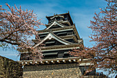 Kirschblüte in der japanischen Burg von Kumamoto, Kumamoto, Kyushu, Japan, Asien