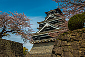 Cherry blossom in the Kumamoto Japanese Castle garden, Kumamoto, Kyushu, Japan, Asia