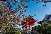 Cherry blossom in the Kiyomizu-dera Buddhist temple, UNESCO World Heritage Site, Kyoto, Honshu, Japan, Asia