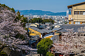 Kirschblüte und Blick vom buddhistischen Kiyomizu-dera-Tempel, UNESCO-Weltkulturerbe, Kyoto, Honshu, Japan, Asien