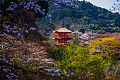 Cherry blossom in the Kiyomizu-dera Buddhist temple, UNESCO World Heritage Site, Kyoto, Honshu, Japan, Asia