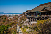 Cherry blossom in the Kiyomizu-dera Buddhist temple, UNESCO World Heritage Site, Kyoto, Honshu, Japan, Asia