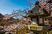 Kleiner Schrein und Kirschblüte im buddhistischen Tempel Kiyomizu-dera, UNESCO-Welterbestätte, Kyoto, Honshu, Japan, Asien