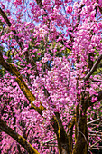 Cherry blossom, Okazaki Park in the Heian Jingu Shrine, Kyoto, Honshu, Japan, Asia