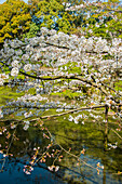 Okazaki Park in the Heian Jingu Shrine, Kyoto, Honshu, Japan, Asia