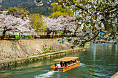 Kirschblüte und ein kleines Touristenboot, Kyoto, Honshu, Japan, Asien