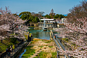 Cherry blossom and fountain, Kyoto, Honshu, Japan, Asia